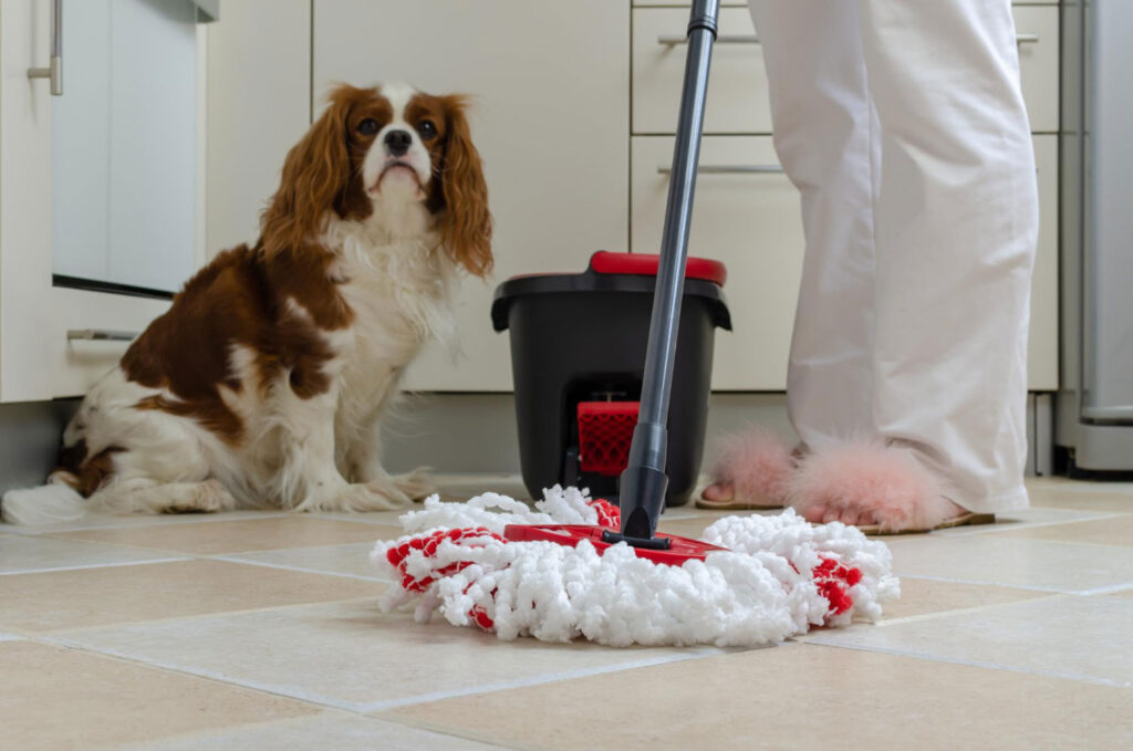 Dog watching a person mop a kitchen floor during Pet-friendly home cleaning.