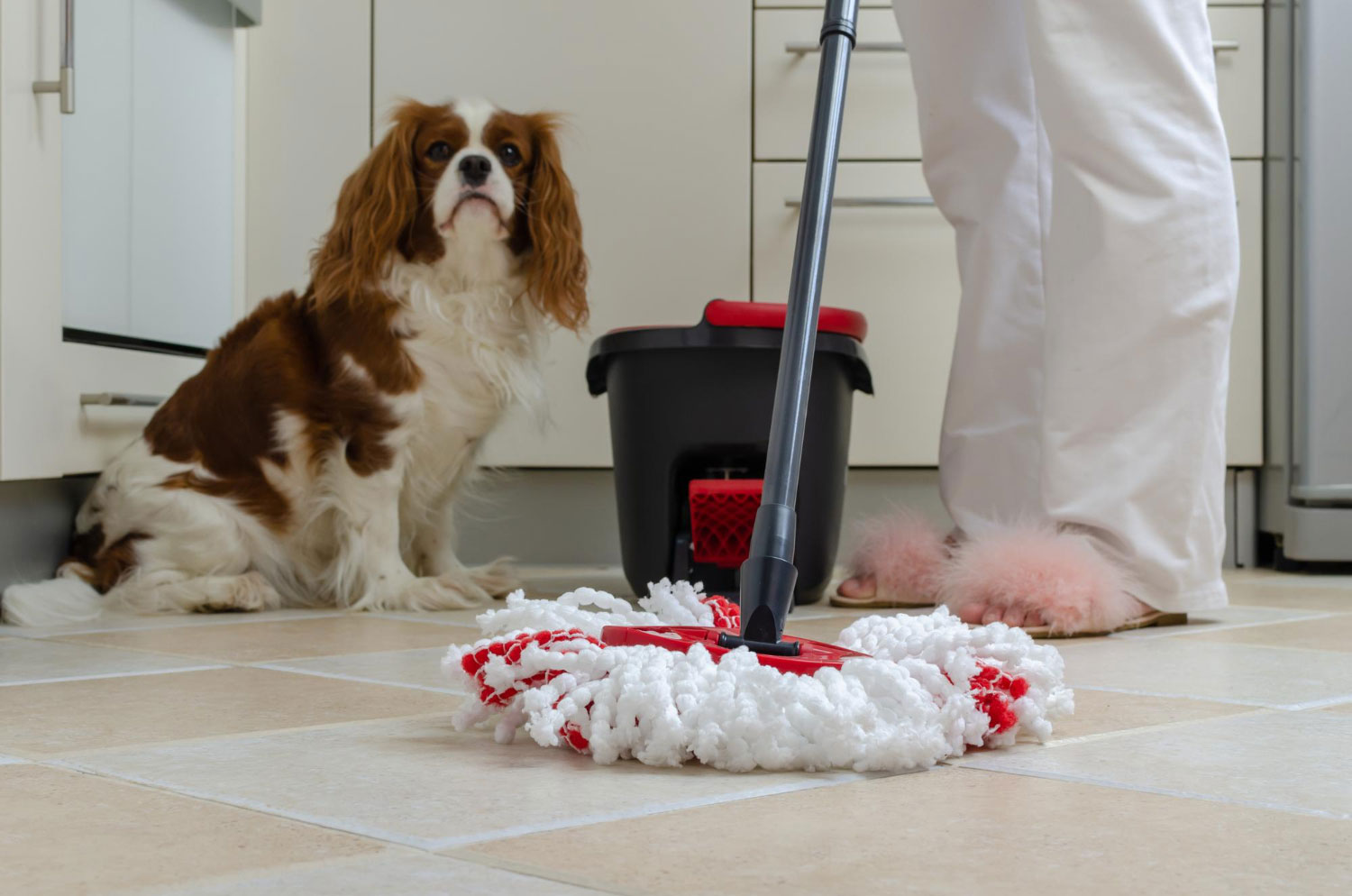 Dog watching a person mop a kitchen floor during Pet-friendly home cleaning.