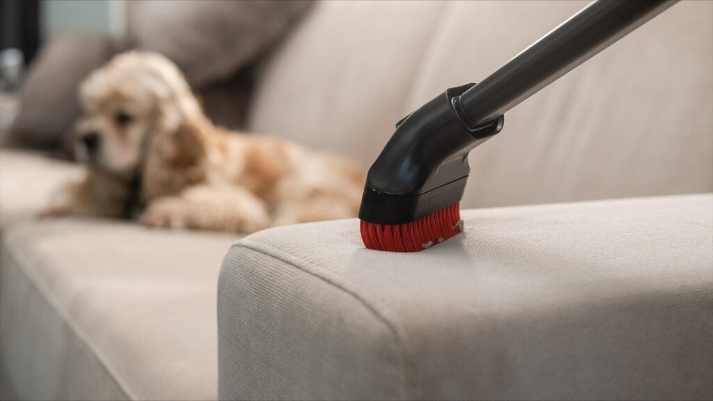 pet home cleaning